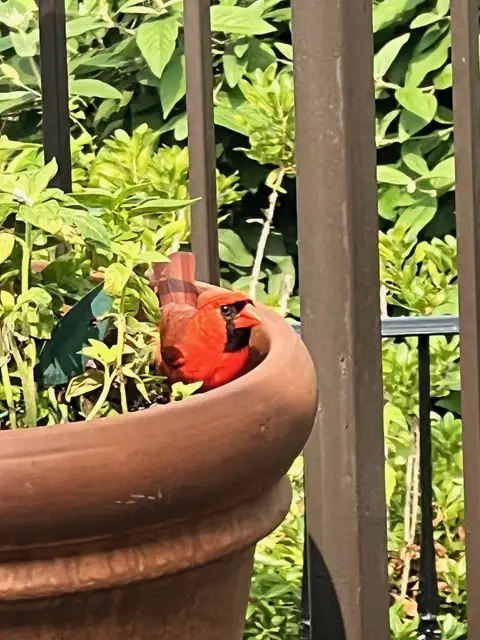 cardinal in flower pot