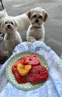 dogs with beefsteaks