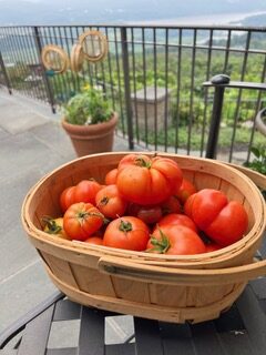 tomatoes in basket
